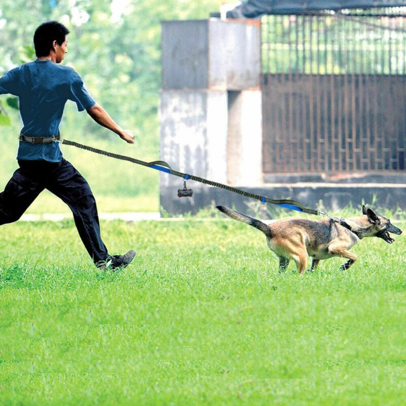 "Mirrored Leash: Because Dogs Deserve to Shine Bright Like a Diamond While Dragging You Along for a Jog"