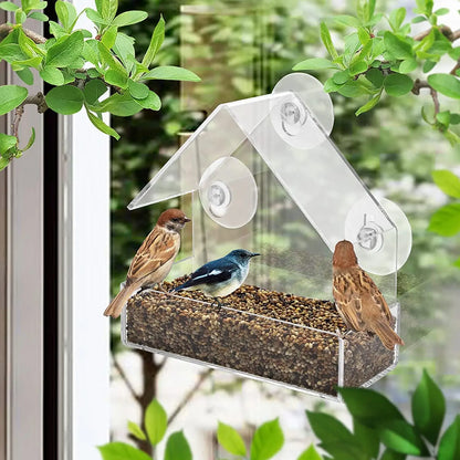 "Wild Bird Buffet: The Ultimate Avian Dining Experience with a View!"